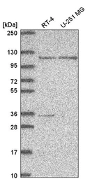 Anti-JADE3 Antibody