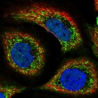 Anti-SLC44A1 Antibody