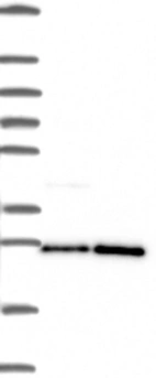 Anti-PGRMC1 Antibody