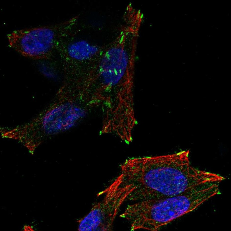Anti-NEDD4L Antibody