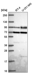 Anti-DVL2 Antibody