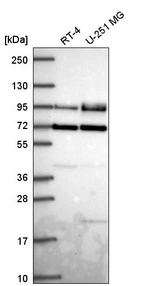 Anti-DVL2 Antibody
