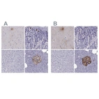 Anti-PCSK1N Antibody