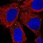 Immunofluorescent staining of human cell line HEK 293 shows localization to vesicles.