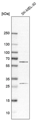 Western blot analysis in human cell line SK-MEL-30.