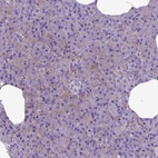 Immunohistochemical staining of human pancreas shows low expression as expected.