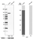 Western blot analysis in human cell lines A-549 and HEK293 using Anti-MVP antibody. Corresponding MVP RNA-seq data are presented for the same cell lines. Loading control: Anti-HSP90B1.