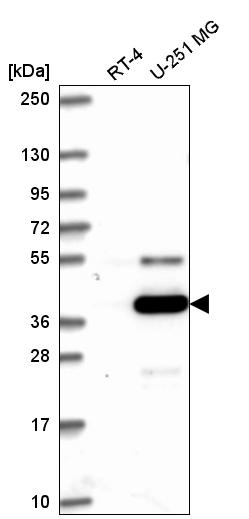 Anti-ATG4A Antibody