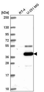 Anti-ATG4A Antibody