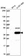 Anti-ATG4A Antibody