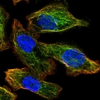 Immunofluorescent staining of human cell line PC-3 shows localization to microtubules.