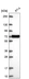 Anti-XKR6 Antibody