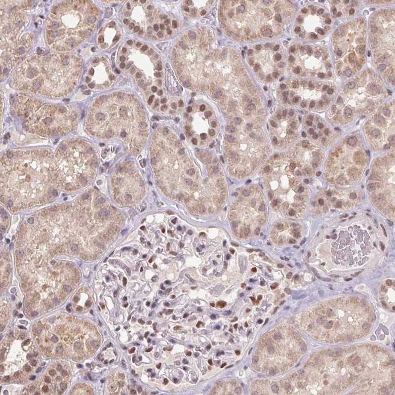 Anti-ZBTB4 Antibody