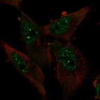 Immunofluorescent staining of human cell line U-251 MG shows localization to nucleoplasm & nuclear bodies.