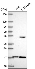 Anti-RNF13 Antibody