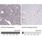 Anti-MYH9 Antibody