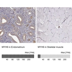 Anti-MYH9 Antibody