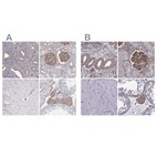 Immunohistochemical staining of human endometrium, kidney, skeletal muscle and testis using Anti-MYH9 antibody HPA064783 (A) shows similar protein distribution across tissues to independent antibody HPA001644 (B).