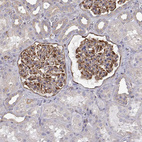 Anti-MYH9 Antibody