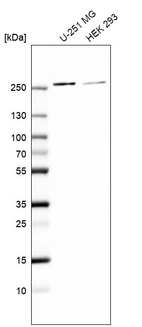 Western blot analysis in human cell line U-251 MG and human cell line HEK 293.