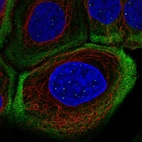 Immunofluorescent staining of human cell line A-431 shows localization to nuclear bodies, plasma membrane & actin filaments.