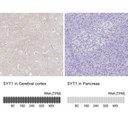 Anti-SYT1 Antibody