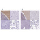 Anti-SYT1 Antibody