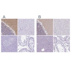 Immunohistochemical staining of human cerebellum, liver, pancreas and testis using Anti-SYT1 antibody HPA064788 (A) shows similar protein distribution across tissues to independent antibody HPA008394 (B).