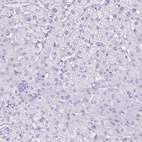 Anti-SYT1 Antibody