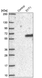 Western blot analysis in control (vector only transfected HEK293T lysate) and SYT1 over-expression lysate (Co-expressed with a C-terminal myc-DDK tag (~3.1 kDa) in mammalian HEK293T cells, LY417170).