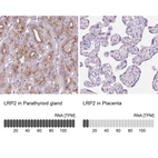 Anti-LRP2 Antibody