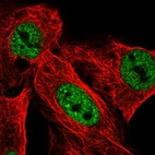 Anti-USP42 Antibody