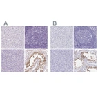 Immunohistochemical staining of human liver, lymph node, pancreas and testis using Anti-SHCBP1L antibody HPA064821 (A) shows similar protein distribution across tissues to independent antibody HPA036125 (B).