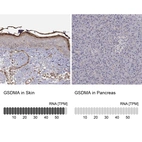 Anti-GSDMA Antibody