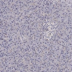 Immunohistochemical staining of human pancreas shows low expression as expected.