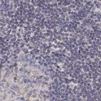 Immunohistochemical staining of human lymph node using Anti-GSDMA antibody HPA064826.