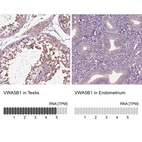 Anti-VWA5B1 Antibody