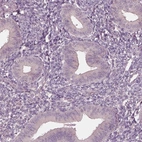 Immunohistochemical staining of human endometrium shows low expression as expected.