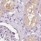 Immunohistochemical staining of human kidney using Anti-UGP2 antibody HPA064836.