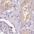 Immunohistochemical staining of human kidney using Anti-UGP2 antibody HPA064836.