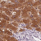 Immunohistochemical staining of human liver using Anti-UGP2 antibody HPA064836.