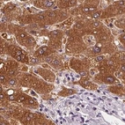 Immunohistochemical staining of human liver using Anti-UGP2 antibody HPA064836.