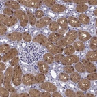 Immunohistochemical staining of human kidney shows high expression.