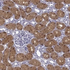 Immunohistochemical staining of human kidney shows high expression.