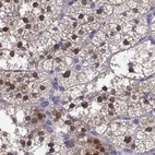 Immunohistochemical staining of human adrenal gland using Anti-GALM antibody HPA064835.
