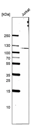 Western blot analysis in human cell line Jurkat.