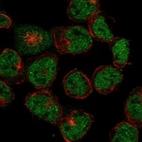 Immunofluorescent staining of human cell line HEL shows localization to nucleoplasm.