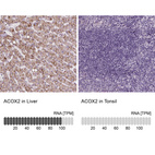 Anti-ACOX2 Antibody