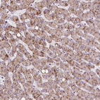 Anti-ACOX2 Antibody