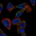 Immunofluorescent staining of human cell line Hep G2 shows localization to vesicles.